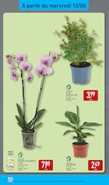 Offre Arbre dans le catalogue Aldi du moment à la page 38