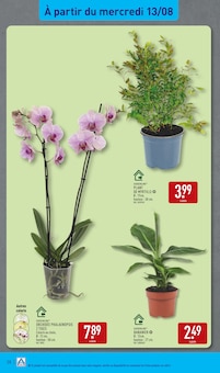 Promo Plantes dans le catalogue Aldi du moment à la page 38