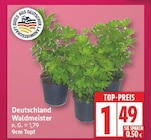 Deutschland Waldmeister im aktuellen EDEKA Prospekt