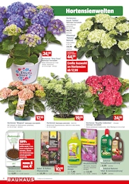 Rispenhortensie Angebot im aktuellen BAUHAUS Prospekt auf Seite 4