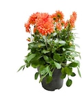 Dahlia ou fuchsia en promo chez Truffaut Dahlia ou fuchsia dans le catalogue Truffaut
