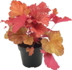 Purpurglöckchen „Heuchera x Hybridum“ für 5,99 € bei Hornbach im Angebot Purpurglöckchen „Heuchera x Hybridum“ im aktuellen Hornbach Prospekt