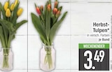 Herbst-Tulpen im EDEKA Prospekt Herbst-Tulpen im aktuellen EDEKA Prospekt für 3,49 €
