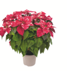 Weihnachtsstern-Busch bei toom Baumarkt im Neustadt Prospekt für 9,99 €