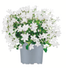 Glockenblume im Angebot bei toom Baumarkt in Eisenach Glockenblume Angebote bei toom Baumarkt Eisenach für 3,99 €
