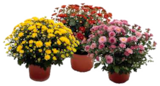 Chrysanthemen oder Zierkürbisse Angebote bei Marktkauf Cuxhaven für 3,99 €
