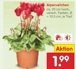 Alpenveilchen im Netto Marken-Discount Prospekt Alpenveilchen von im aktuellen Netto Marken-Discount Prospekt fĂŒr 1,99 âŹ