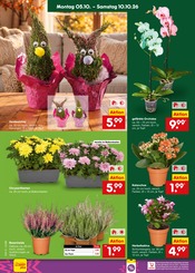 Garten im Netto Marken-Discount Prospekt in Monheim Aktueller Netto Marken-Discount Prospekt mit Garten, "Aktuelle Angebote", Seite 40