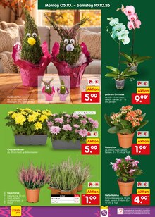 Pflanzen im aktuellen Netto Marken-Discount Prospekt (Mönchengladbach) Pflanzen im Netto Marken-Discount Prospekt "Aktuelle Angebote" mit 70 Seiten (Mönchengladbach)
