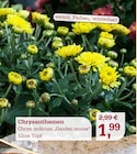 Aktuelles Chrysanthemen Angebot bei Garten-Center Nordharz GmbH & Co. KG in Hannover ab 1,99 €