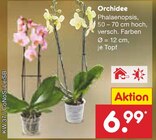 Orchidee Angebote bei Netto Marken-Discount Potsdam für 6,99 €