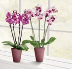 Aktuelles Schmetterlingsorchidee Angebot bei toom Baumarkt in Mannheim ab 3,49 €