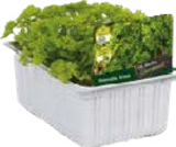 Salat- und Gemüsesetzlinge Angebote bei Globus-Baumarkt Wolfsburg für 1,99 €