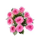 Rosen Exklusiv Angebote bei Lidl Leipzig für 8,99 €