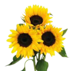 EDEKA Hutthurm - Sonnenblumen Strauß Angebot im Prospekt Sonnenblumen Strauß bei EDEKA im Hutthurm Prospekt für 4,99 €