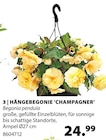 Hängebegonie 'Champagner' Angebote bei Dehner Garten-Center Freital für 24,99 €