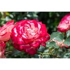 Rosiers en promo chez Carrefour Rosiers dans le catalogue Carrefour