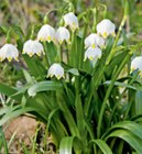 Aktuelle Blumen Angebote bei toom Baumarkt in Paderborn Aktuelles Märzenbecher Angebot bei toom Baumarkt in Paderborn ab 5,99 €