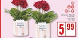 Gerbera in Keramik bei EDEKA im Eichwalde Prospekt für 5,99 €