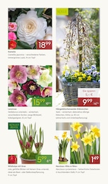 Pflanzen Kölle Kamelien im Prospekt 