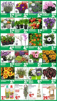 Orchidee im Wreesmann Prospekt "DEIN SAISON- & SONDERPOSTENMARKT!" mit 16 Seiten (Dresden)