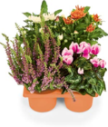 Herbstpflanzen Mix im Angebot bei Netto Marken-Discount in Suhl Herbstpflanzen Mix Angebote bei Netto Marken-Discount Suhl für 6,99 €