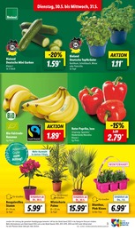 Lidl Pflanzen im Prospekt Lidl Pflanzen im Prospekt