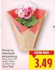 Primel in Geschenkverpackung im aktuellen E center Prospekt