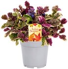 Indian Summer Mix blühende Sorten im Angebot bei REWE in Freiberg Indian Summer Mix blühende Sorten Angebote bei REWE Freiberg für 3,99 €