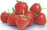 Erdbeeren bei famila Nordwest im Cloppenburg Prospekt für 