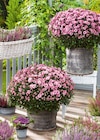 Chrysanthemen-Busch im Hagebaumarkt Prospekt Chrysanthemen-Busch von im aktuellen Hagebaumarkt Prospekt für 4,99 €