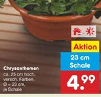 Aktuelle Blumen Angebote bei Netto Marken-Discount in Rostock Aktuelles Chrysanthemen Angebot bei Netto Marken-Discount in Rostock ab 4,99 €