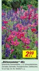 toom Baumarkt Bernburg - Blütensommer-Mix Angebot im Prospekt Blütensommer-Mix bei toom Baumarkt im Bernburg Prospekt für 2,99 €