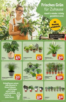 Pflanzen im aktuellen REWE Prospekt (Braunschweig) Pflanzen im REWE Prospekt "Dein Markt" mit 38 Seiten (Braunschweig)