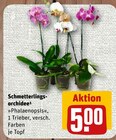 Schmetterlingsorchidee im Angebot bei nahkauf in Trier Schmetterlingsorchidee Angebote bei nahkauf Trier für 5,00 €