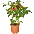 Naschgemüse Cherry Tomate im Angebot bei Netto Marken-Discount in Leipzig Naschgemüse Cherry Tomate Angebote bei Netto Marken-Discount Leipzig für 7,99 €