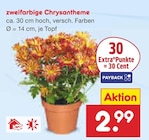Aktuelles zweifarbige Chrysantheme Angebot bei Netto Marken-Discount in Frankfurt (Main) ab 2,99 €