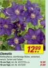 Aktuelles Clematis Angebot bei toom Baumarkt in Krefeld ab 12,99 €