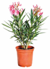 Oleander im Netto Marken-Discount Prospekt Oleander von im aktuellen Netto Marken-Discount Prospekt für 6,99 €
