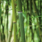 Bambou Bissetti - Botanic à Le Mans Bambou Bissetti en promo chez Botanic Le Mans à 14,99 €