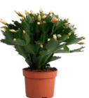 Cactus de Noël en promo chez Norma Metz à 2,99 €