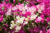 Bougainvillier dans le catalogue Jardiland