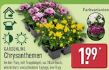 Chrysanthemen im ALDI Nord Prospekt Chrysanthemen von GARDENLINE im aktuellen ALDI Nord Prospekt für 1,99 €