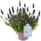 Englischer Lavendel oder Wahl Chrysanthemen »Best Friends« im aktuellen Prospekt bei REWE in Hochstetten-Dhaun