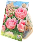 Tulpen Triumph Mischung Angebote bei Thomas Philipps Voerde für 1,49 €