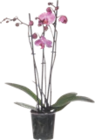 ORCHIDÉE 3 BRANCHES - GARDENLINE - Aldi à Besançon ORCHIDÉE 3 BRANCHES - GARDENLINE en promo chez Aldi Besançon à 8,99 €