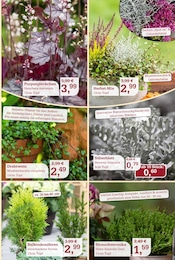 Balkonpflanzen im Garten-Center Nordharz GmbH & Co. KG Prospekt in Hannover Aktueller Garten-Center Nordharz GmbH & Co. KG Prospekt mit Balkonpflanzen, "DER HERBST & SEINE FARBEN", Seite 3