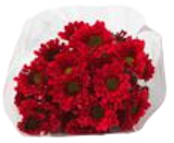 Chrysanthemen im aktuellen EDEKA Prospekt