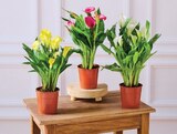 Arum Calla - Super U à Gap Arum Calla en promo chez Super U Gap à 5,99 €