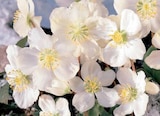 Christrose „Christmas Carol“ Angebote von Floraself bei Hornbach Bergheim für 5,99 €